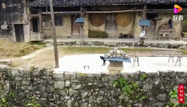 “狗咬人”受关注，宠物AI识别科技为城市禁养犬管理提供新动力 -4