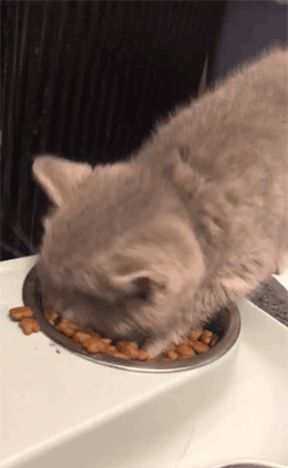 让猫咪口口吃到肉！凯锐思新品全价鸡肉无谷猫粮给力！ -2