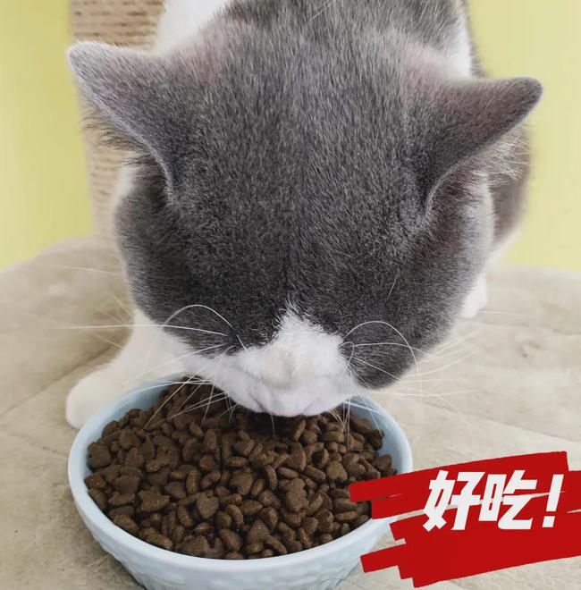 让猫咪口口吃到肉！凯锐思新品全价鸡肉无谷猫粮给力！ -4