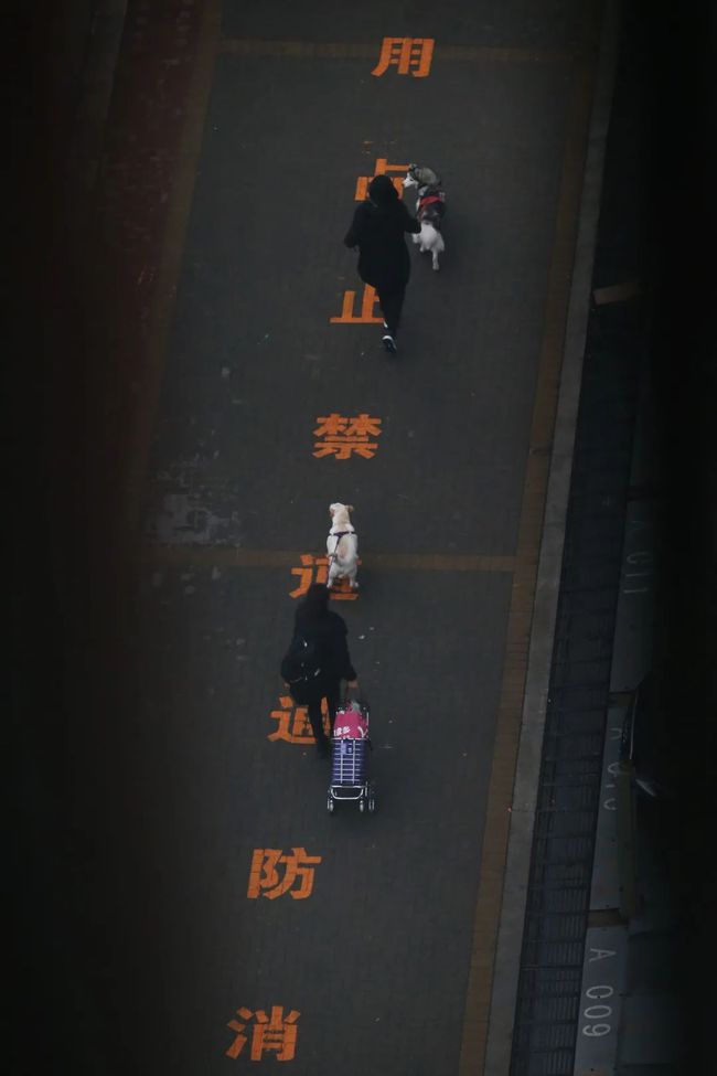 疫情之下，宠物与防疫能否“两全”？ -1