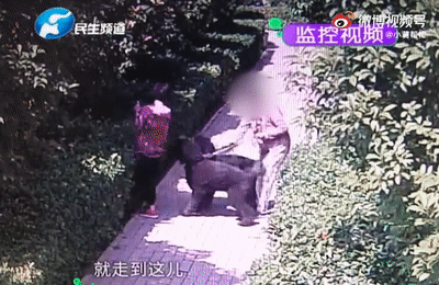 “狗咬人”受关注，宠物AI识别科技为城市禁养犬管理提供新动力 -1