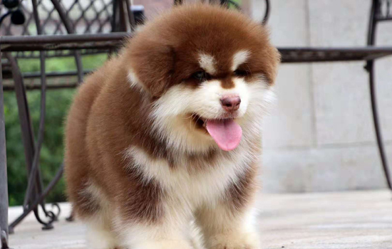狗狗吃避孕药可以避孕吗?目前市面暂时没有狗狗专用避孕药 -1