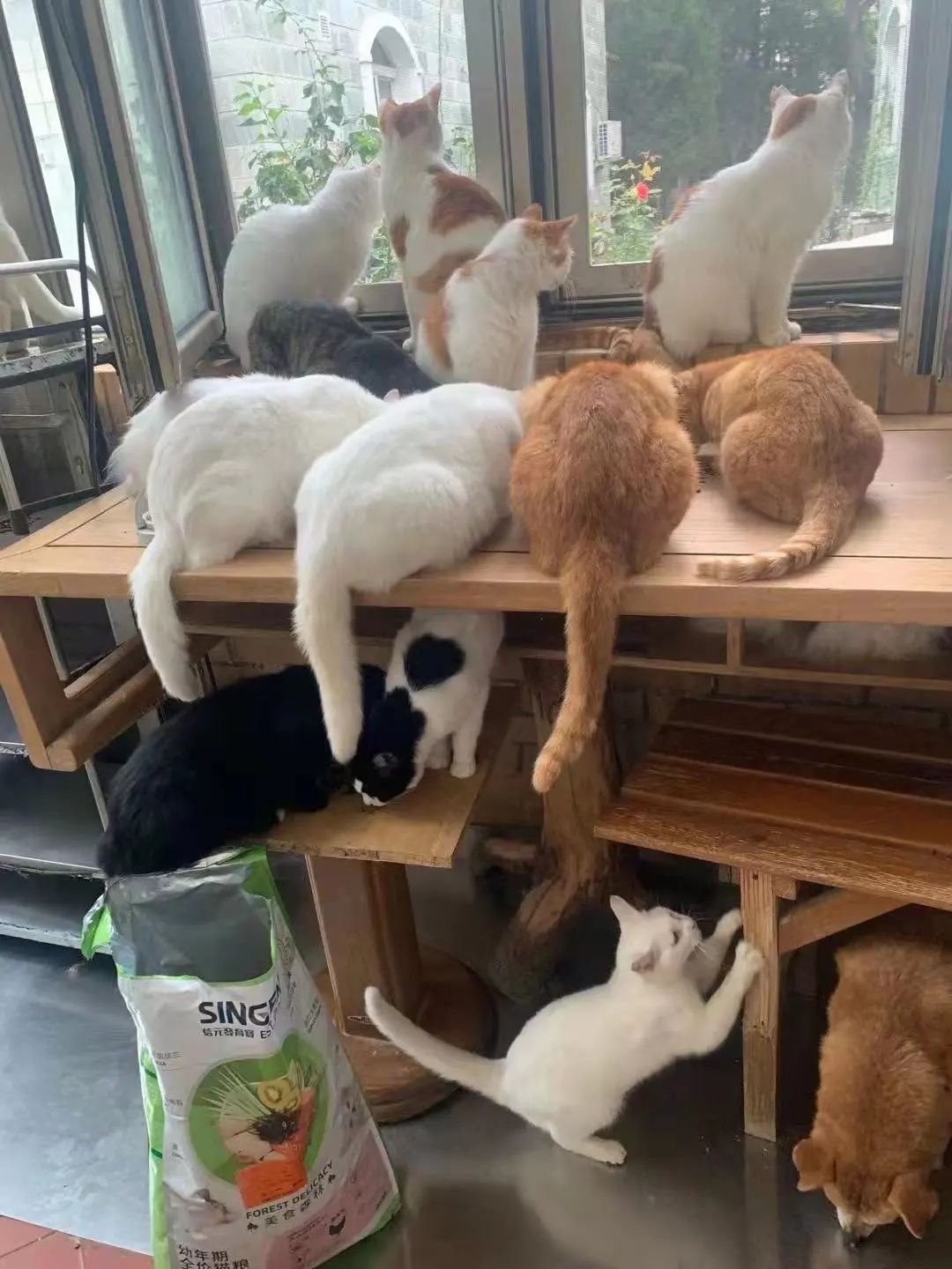 “等外卖的时候,被一只流浪猫碰瓷了…有亿点点可爱!” -20 “等外卖的时候,被一只流浪猫碰瓷了…有亿点点可爱!” -20