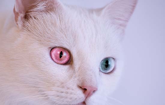 猫耳屎和耳螨有什么区别？如何科学清理猫耳屎和耳螨？ -1