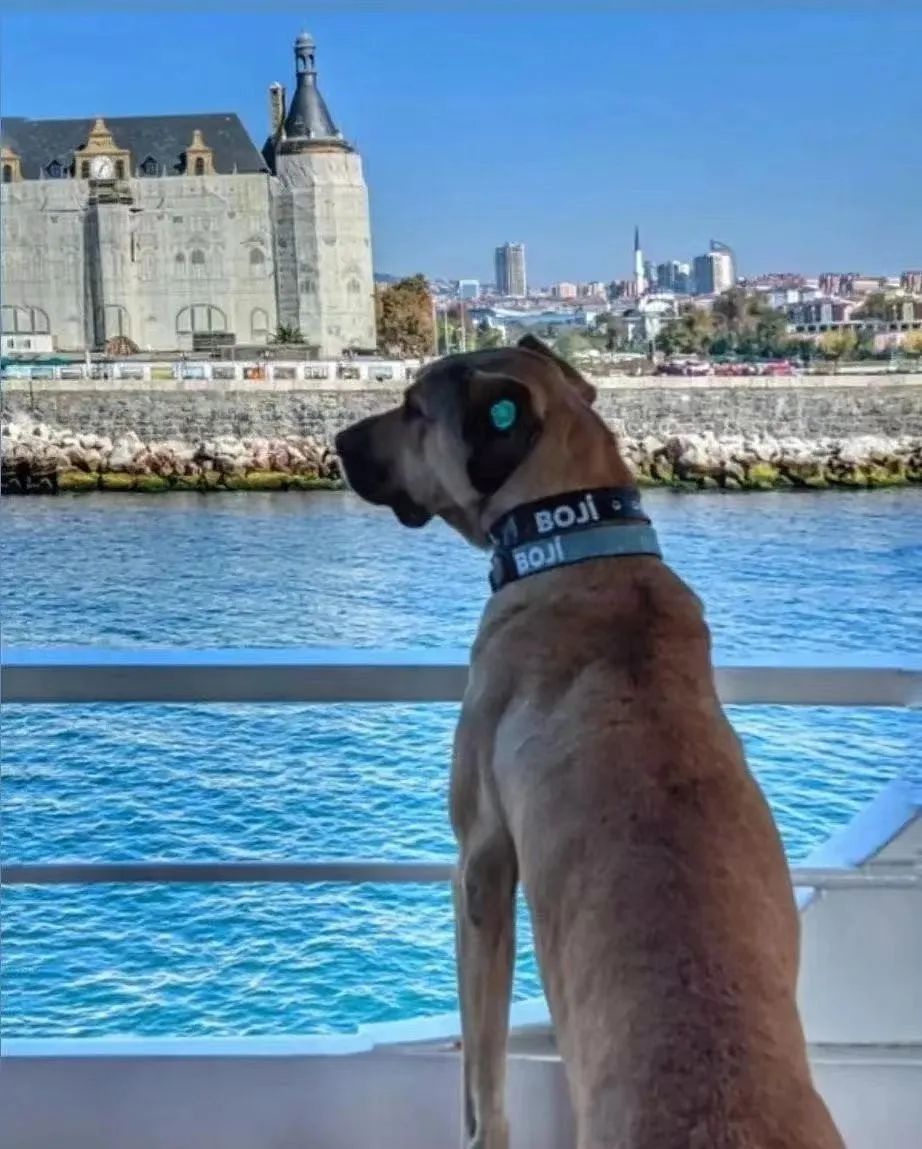 网红工作犬被举报在地铁上拉屎，一查监控：原来是人“拉”的！ -4