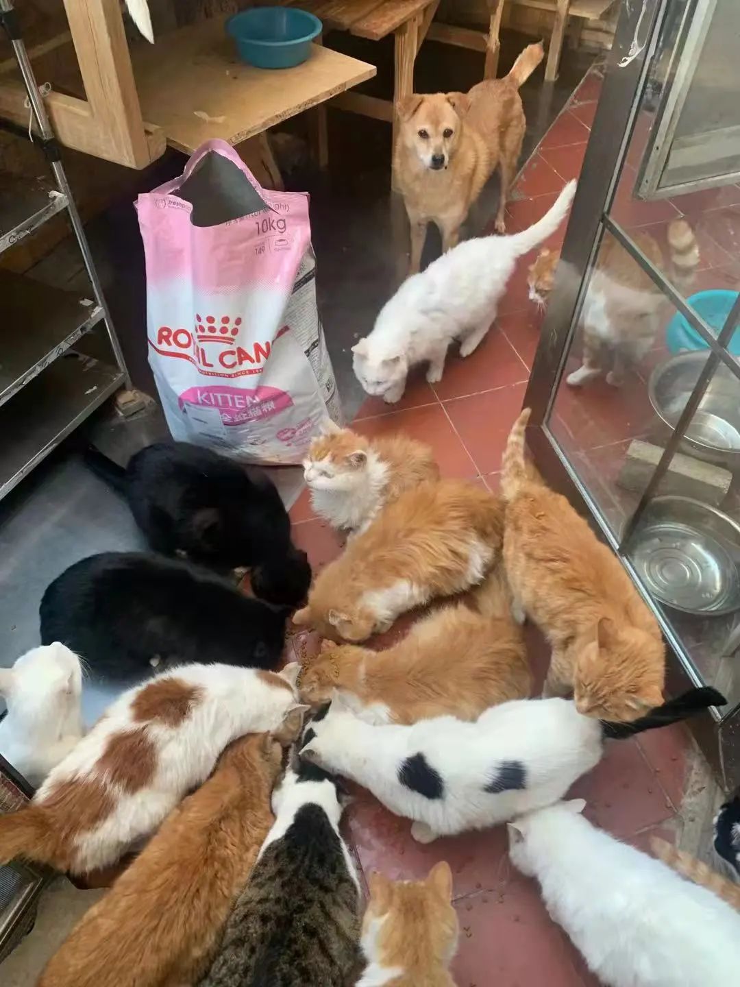 “等外卖的时候,被一只流浪猫碰瓷了…有亿点点可爱!” -5 “等外卖的时候,被一只流浪猫碰瓷了…有亿点点可爱!” -5