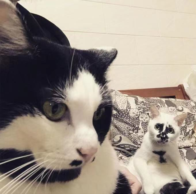 差点被这只长相潦草的猫笑死！ -29