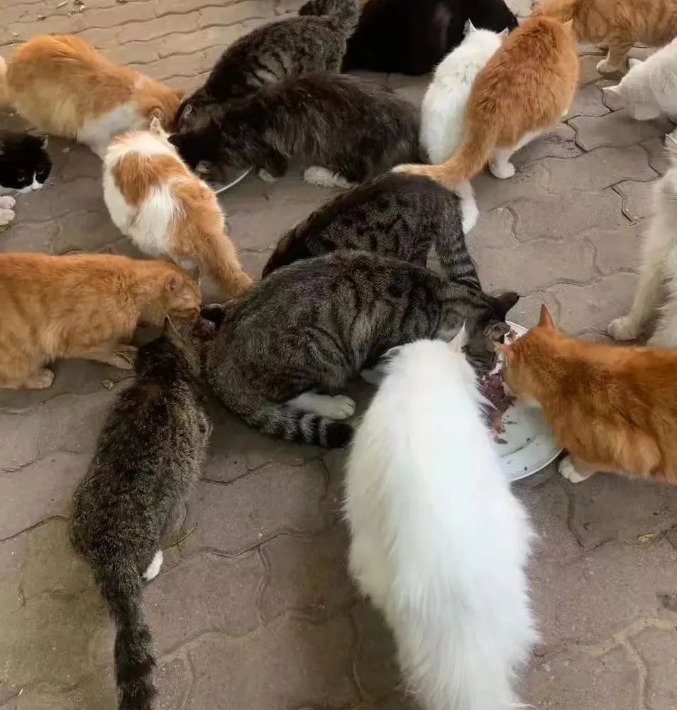 “等外卖的时候,被一只流浪猫碰瓷了…有亿点点可爱!” -23 “等外卖的时候,被一只流浪猫碰瓷了…有亿点点可爱!” -23