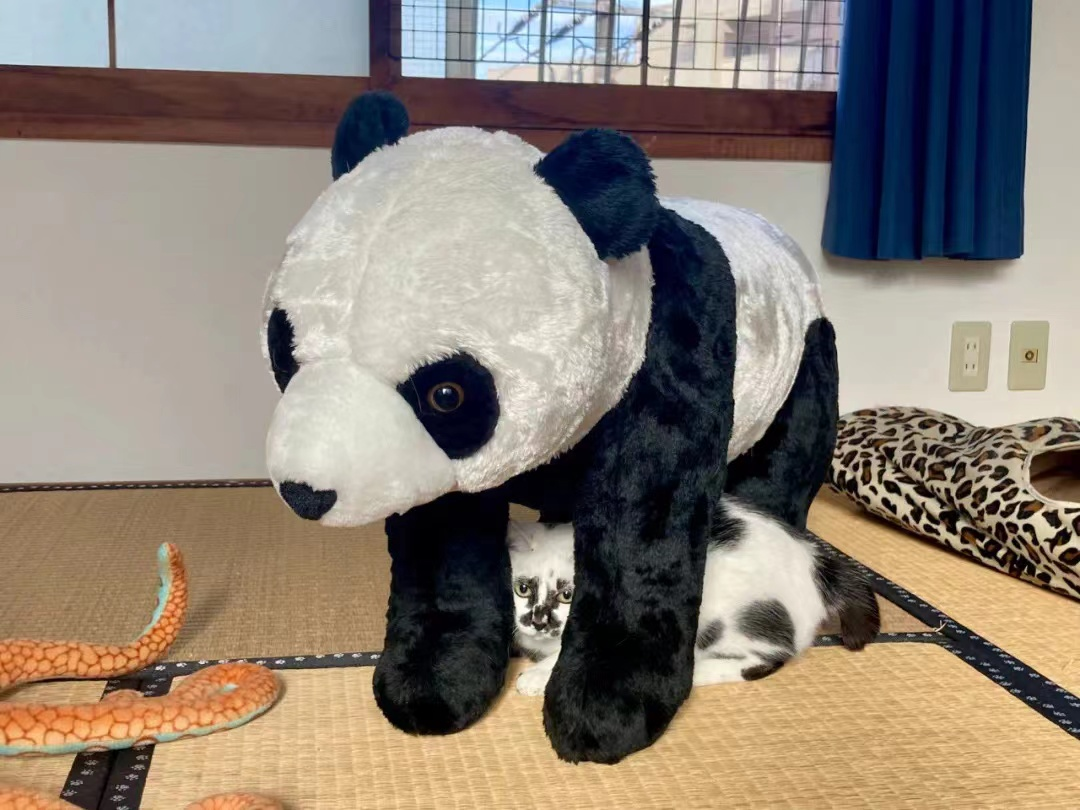 差点被这只长相潦草的猫笑死！ -9