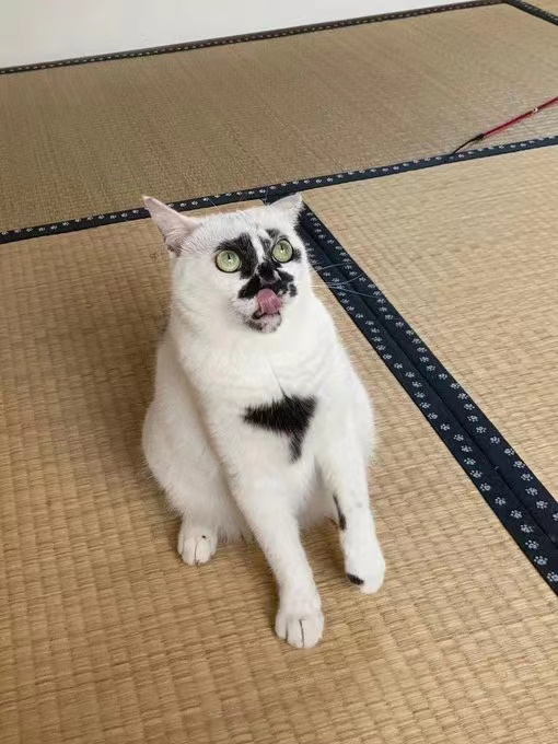 差点被这只长相潦草的猫笑死！ -4
