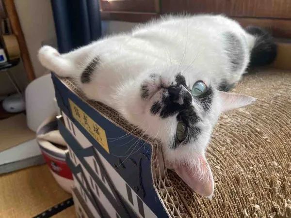 差点被这只长相潦草的猫笑死！ -3
