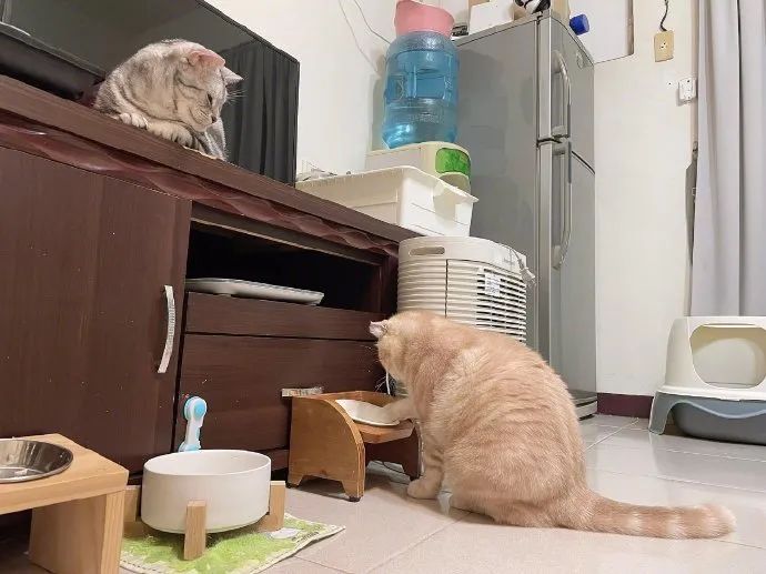 猫：“我不是胖，我只是在你心里越来越有分量了！” -3
