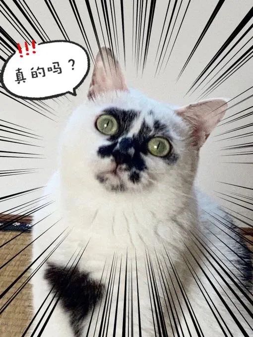 差点被这只长相潦草的猫笑死！ -1