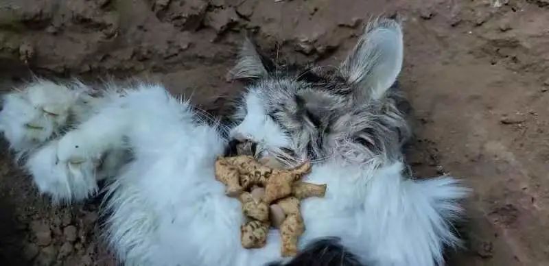 “等外卖的时候,被一只流浪猫碰瓷了…有亿点点可爱!” -17 “等外卖的时候,被一只流浪猫碰瓷了…有亿点点可爱!” -17