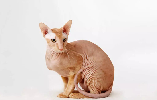 如何判断猫是不是哑巴？建议平时观察或者去宠物医院做详细检查 -1