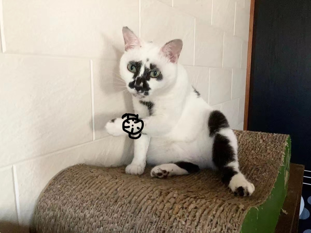差点被这只长相潦草的猫笑死！ -6