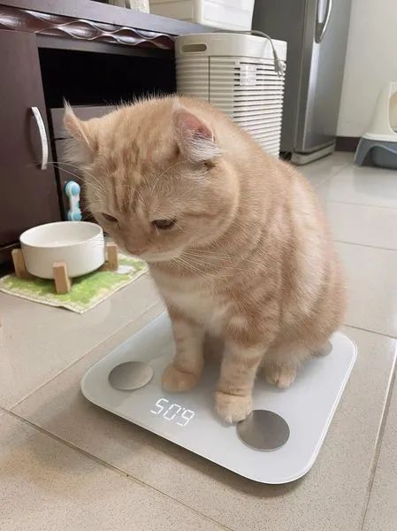 猫：“我不是胖，我只是在你心里越来越有分量了！” -1