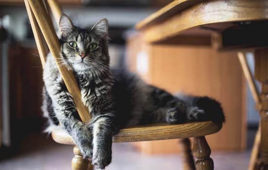 猫在猫砂里拉屎但不尿是什么原因？建议带猫咪去宠物医院进行猫咪泌尿道检查 -1