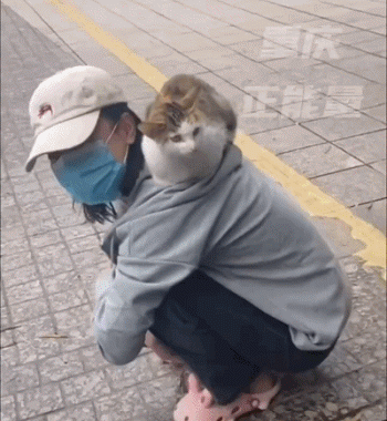 “等外卖的时候，被一只流浪猫碰瓷了…有亿点点可爱！” -1