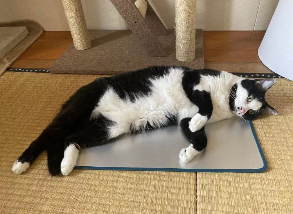 差点被这只长相潦草的猫笑死！ -20