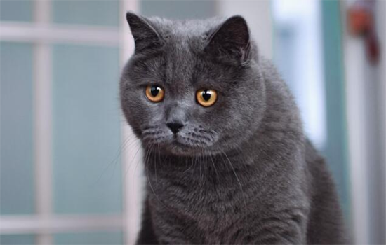 ​为什么不建议养蓝猫？易发福爱掉毛，慎重考虑！ -1