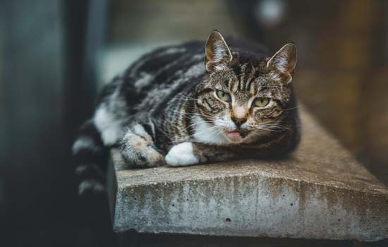 养猫室内用什么消毒好？建议使用低刺激的宠物专用消毒液消毒 -1