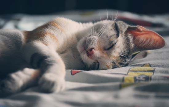 猫咪站不起来全身瘫软怎么办？猫咪全身瘫软站不起来应该怎么处理？ -1