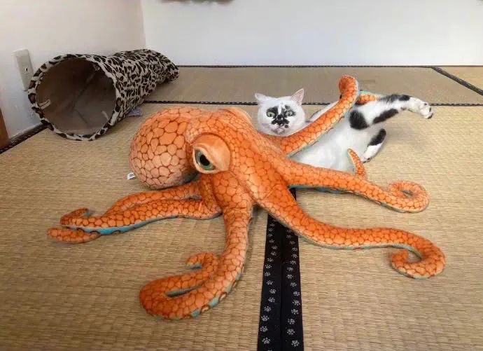 差点被这只长相潦草的猫笑死！ -2