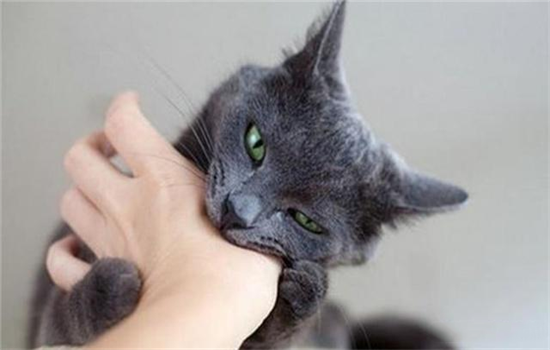 小猫为什么喜欢咬人手怎么办 -1
