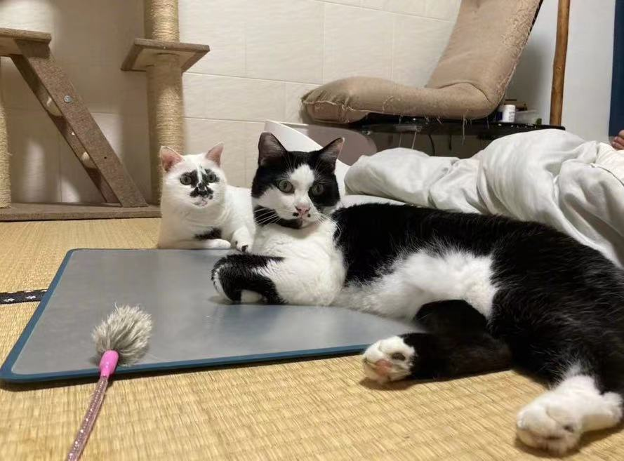 差点被这只长相潦草的猫笑死！ -21