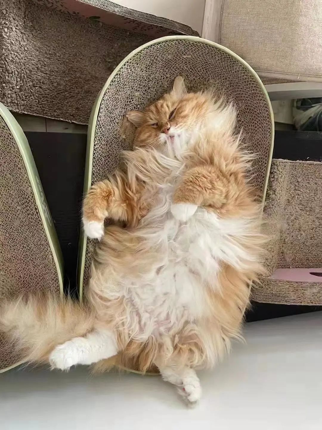 “等外卖的时候,被一只流浪猫碰瓷了…有亿点点可爱!” -19 “等外卖的时候,被一只流浪猫碰瓷了…有亿点点可爱!” -19