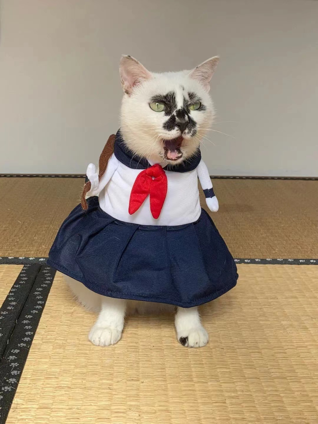 差点被这只长相潦草的猫笑死！ -13