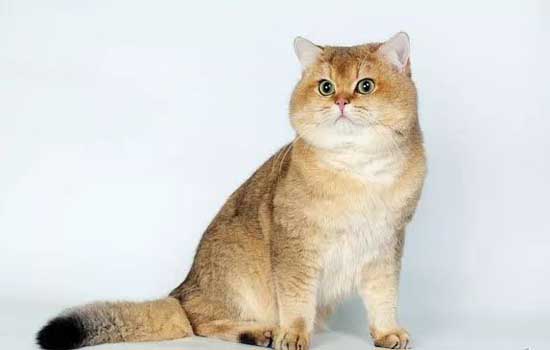 猫拉屎带血是什么情况？猫拉屎带血可能感染病毒或者因为没有定期驱虫 -1