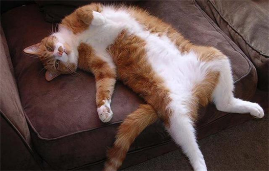 猫晚上总是上主人床怎么办?猫咪喜欢睡在主人床上应该怎么训练? -1 猫晚上总是上主人床怎么办?猫咪喜欢睡在主人床上应该怎么训练? -1