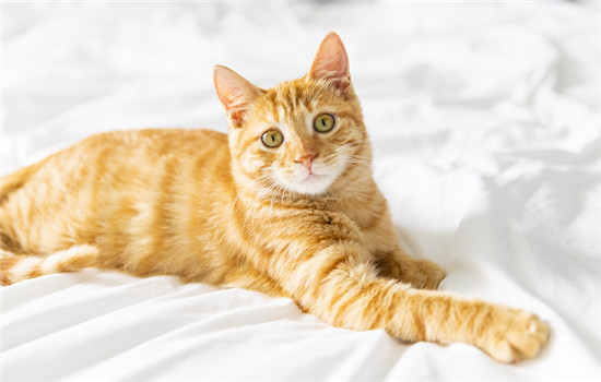 猫咪眼睛发炎感染应该怎么办？可以直接给猫咪使用人的氯霉素眼药水吗？ -1