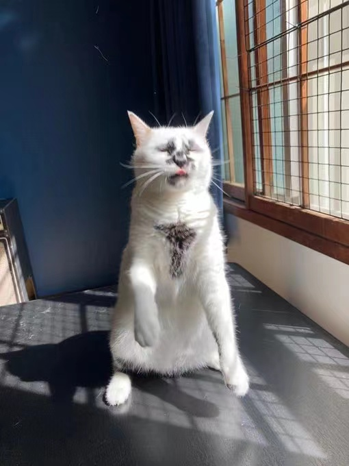 差点被这只长相潦草的猫笑死！ -5