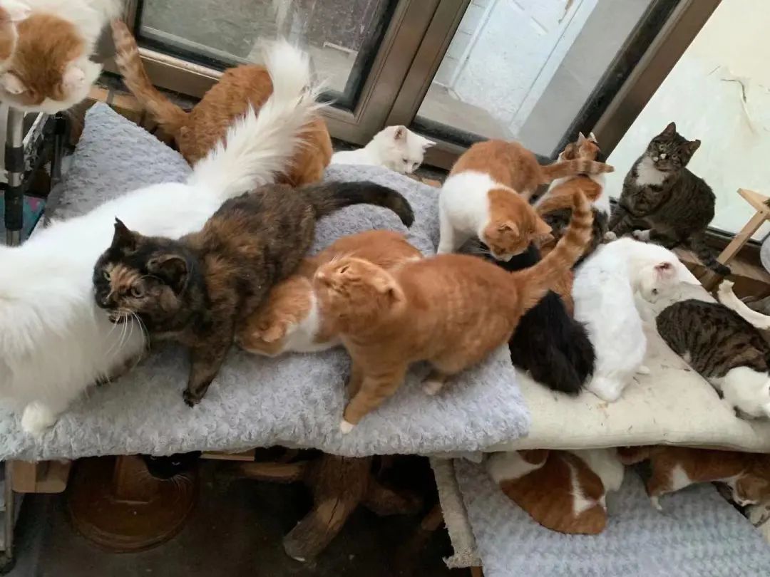“等外卖的时候,被一只流浪猫碰瓷了…有亿点点可爱!” -21 “等外卖的时候,被一只流浪猫碰瓷了…有亿点点可爱!” -21