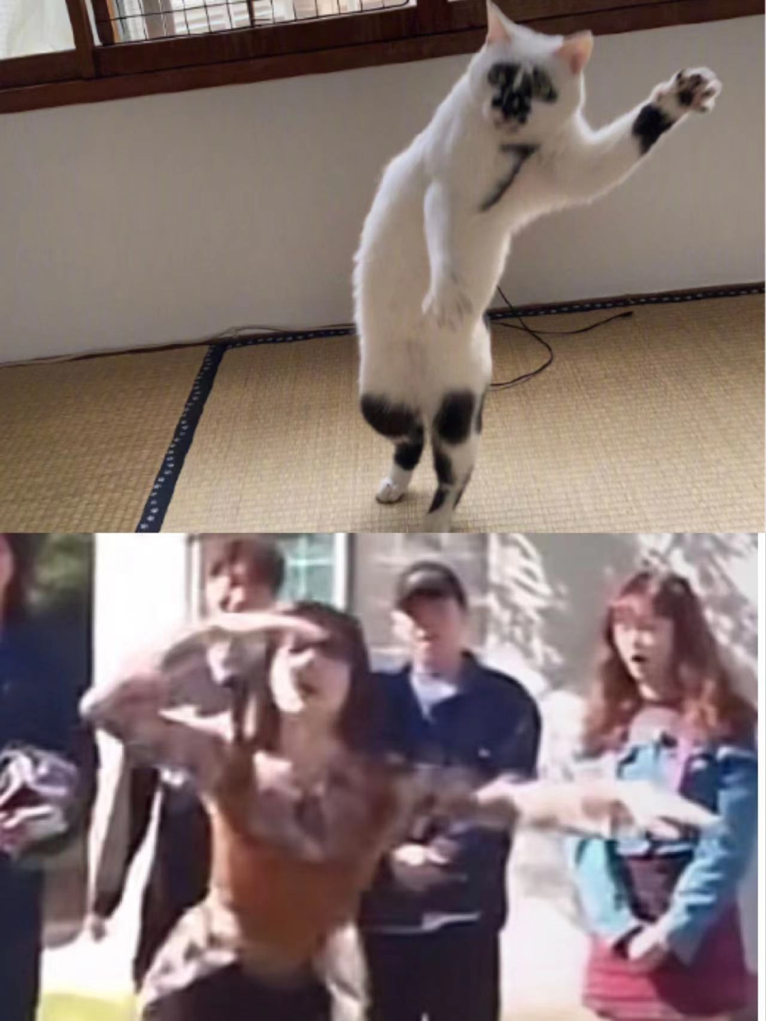 差点被这只长相潦草的猫笑死！ -17