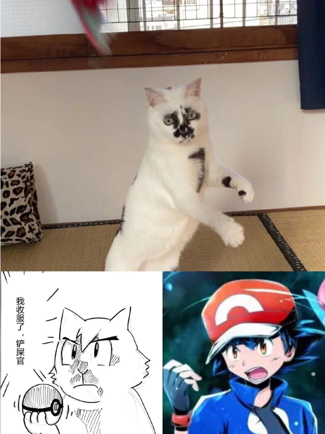 差点被这只长相潦草的猫笑死！ -18