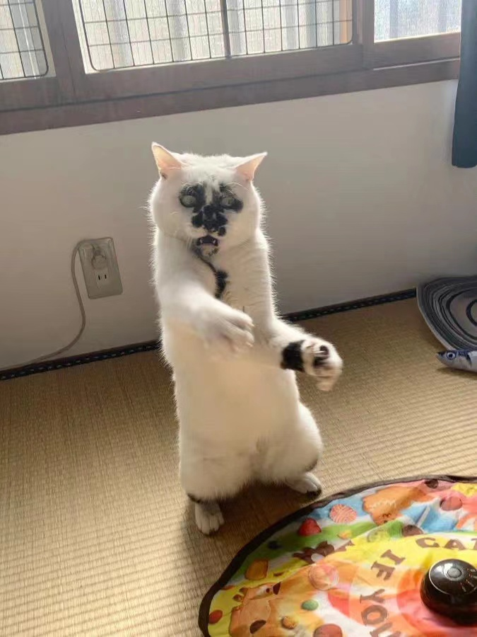 差点被这只长相潦草的猫笑死！ -14