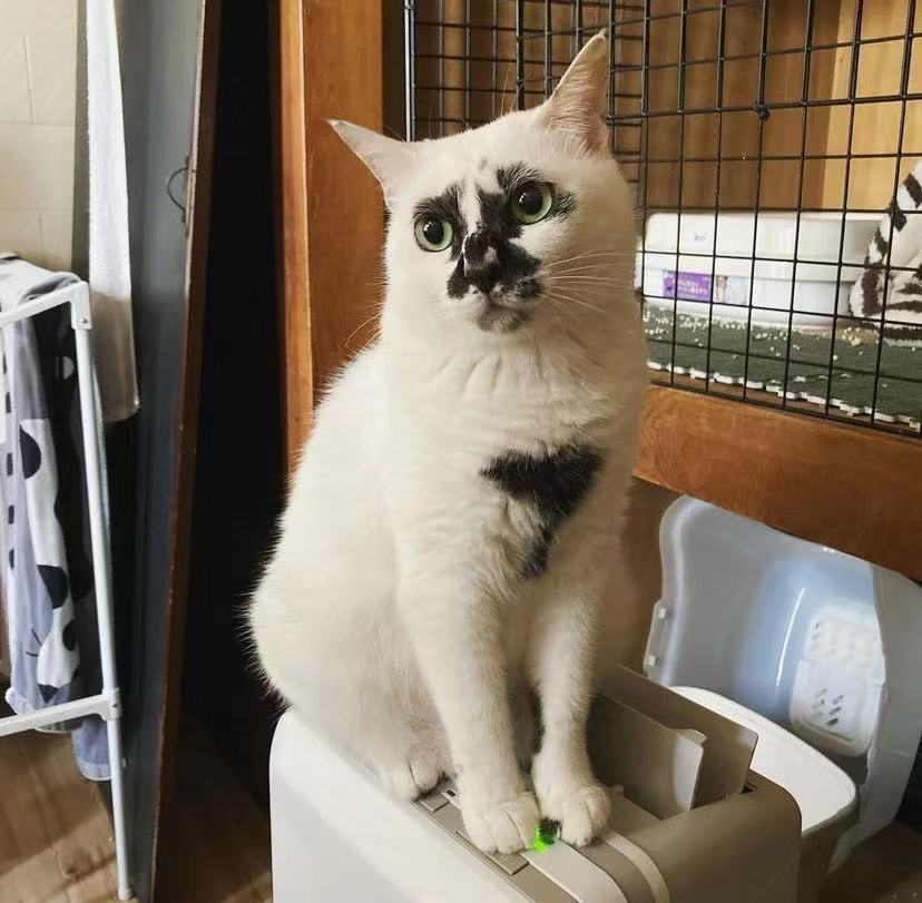 差点被这只长相潦草的猫笑死！ -30