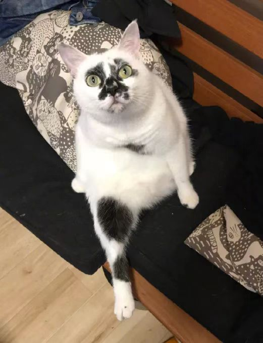 差点被这只长相潦草的猫笑死！ -7
