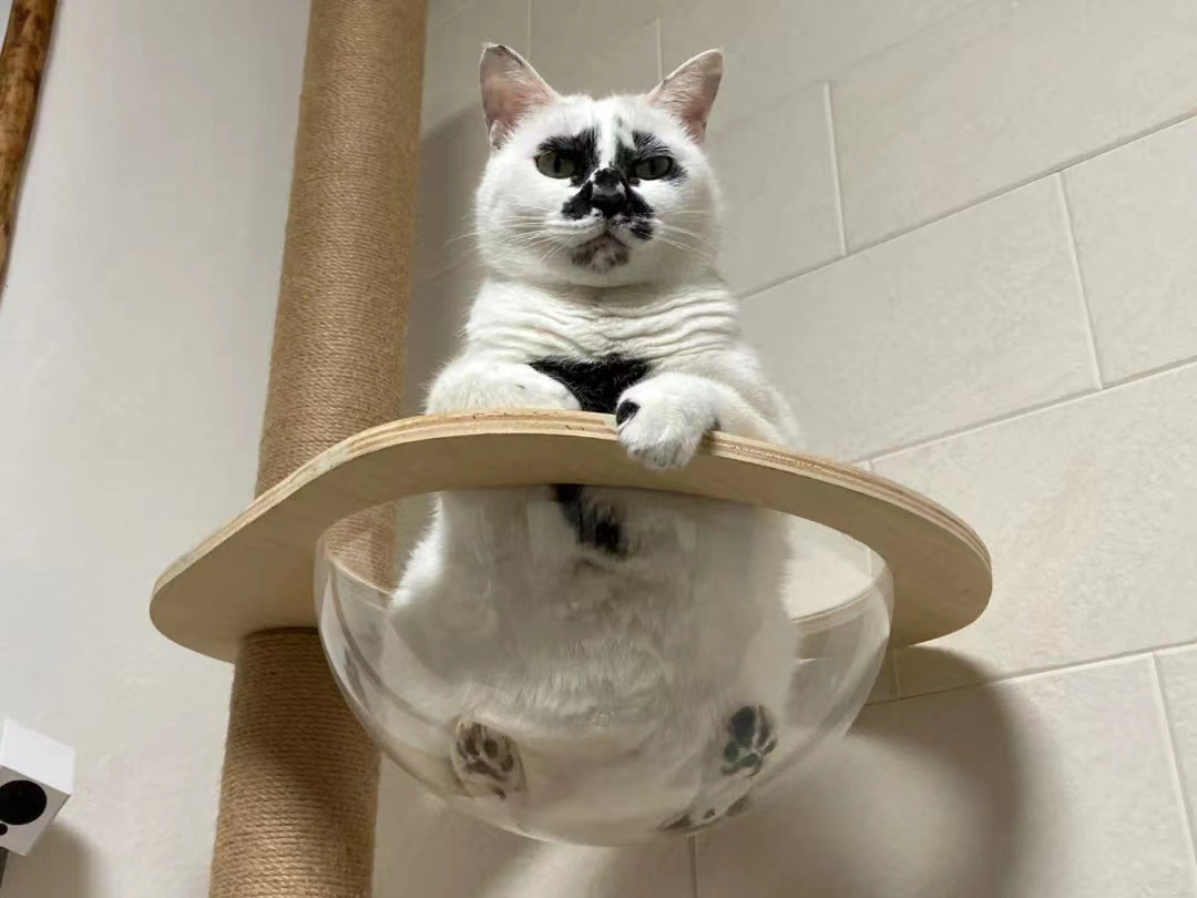 差点被这只长相潦草的猫笑死！ -8