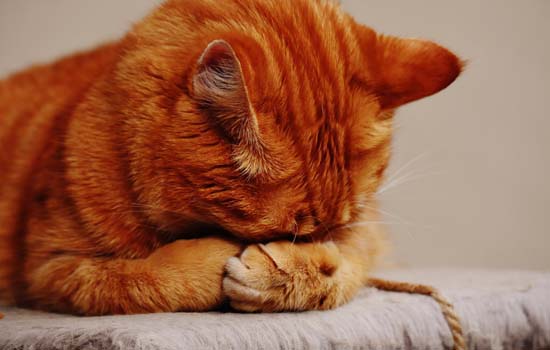 猫踩奶是什么原因？不同年龄阶段的猫咪，踩奶的意义不同，但是均表示愉悦健康 -1