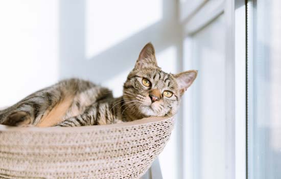 猫咪肛门上有黑色颗粒是什么原因？猫咪肛门上有黑色颗粒需要怎么清理？ -1