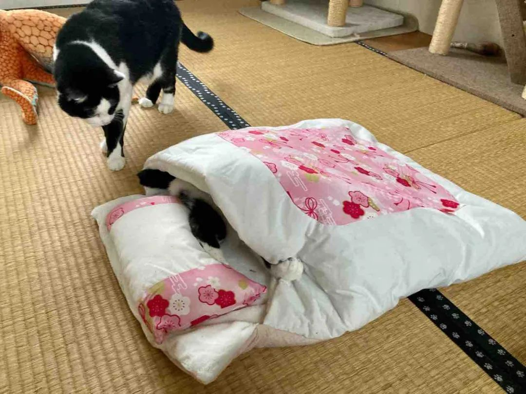 差点被这只长相潦草的猫笑死！ -26