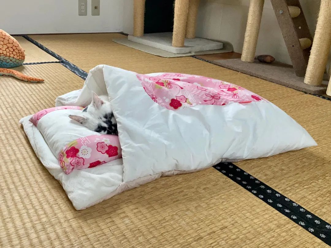 差点被这只长相潦草的猫笑死！ -25