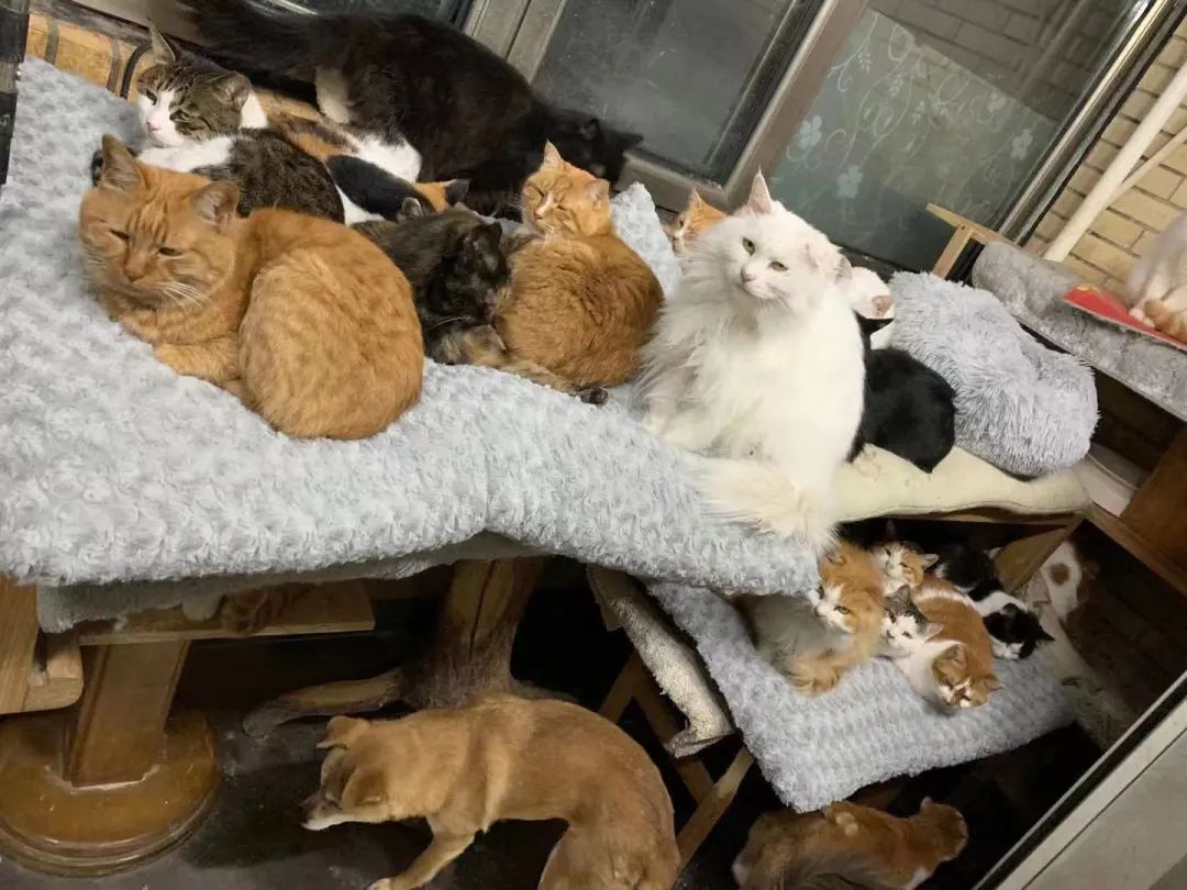 “等外卖的时候,被一只流浪猫碰瓷了…有亿点点可爱!” -11 “等外卖的时候,被一只流浪猫碰瓷了…有亿点点可爱!” -11