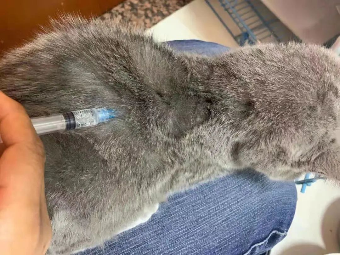 “等外卖的时候,被一只流浪猫碰瓷了…有亿点点可爱!” -7 “等外卖的时候,被一只流浪猫碰瓷了…有亿点点可爱!” -7
