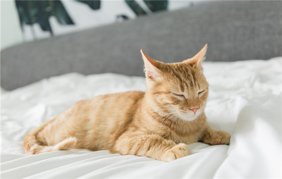 狸花猫上品和下品有什么区别？上品和下品狸花猫应该如何辨别？ -1